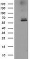 Acyl-coenzyme A thioesterase 12 antibody, TA502477, Origene, Western Blot image 