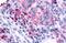 Histamine Receptor H4 antibody, NLS3775, Novus Biologicals, Immunohistochemistry frozen image 