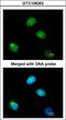 Poly(RC) Binding Protein 2 antibody, LS-C185979, Lifespan Biosciences, Immunocytochemistry image 