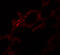 Protein kinase domain-containing protein, cytoplasmic antibody, 5561, ProSci, Immunofluorescence image 