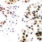 Jun Proto-Oncogene, AP-1 Transcription Factor Subunit antibody, LS-C368396, Lifespan Biosciences, Immunohistochemistry frozen image 