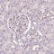 Bromodomain Containing 4 antibody, AMAb90841, Atlas Antibodies, Immunohistochemistry frozen image 
