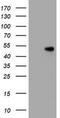 CD4 antibody, TA800512, Origene, Western Blot image 