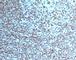 Nucleoli Marker antibody, V7035SAF-100UG, NSJ Bioreagents, Immunohistochemistry frozen image 
