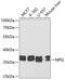MID1 antibody, 19-647, ProSci, Western Blot image 