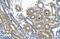Ring Finger Protein 165 antibody, GTX46889, GeneTex, Immunohistochemistry paraffin image 