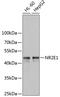 Nuclear Receptor Subfamily 2 Group E Member 1 antibody, 14-946, ProSci, Western Blot image 