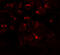 Mitochondrial Transcription Termination Factor 3 antibody, 7281, ProSci, Immunofluorescence image 