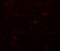 SEC62 Homolog, Preprotein Translocation Factor antibody, 6471, ProSci, Immunofluorescence image 