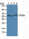 Mouse CD301 antibody, LS-C293562, Lifespan Biosciences, Western Blot image 