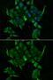 NaPi-2a antibody, GTX64769, GeneTex, Immunocytochemistry image 