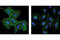 EGFR antibody, 4267S, Cell Signaling Technology, Immunofluorescence image 