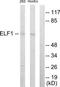 Elf1 antibody, TA313807, Origene, Western Blot image 