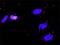 RalA Binding Protein 1 antibody, H00010928-D01P, Novus Biologicals, Proximity Ligation Assay image 