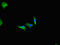 Fidgetin, Microtubule Severing Factor antibody, CSB-PA008676LA01HU, Cusabio, Immunofluorescence image 