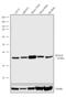 Protein Phosphatase 2 Regulatory Subunit Balpha antibody, 710874, Invitrogen Antibodies, Western Blot image 
