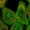 AE 2 antibody, HPA019339, Atlas Antibodies, Immunofluorescence image 