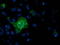 Ring Finger Protein 144B antibody, LS-C337130, Lifespan Biosciences, Immunofluorescence image 