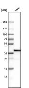 Fructose-1,6-bisphosphatase 1 antibody, HPA005857, Atlas Antibodies, Western Blot image 