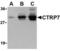 C1q And TNF Related 7 antibody, LS-C490, Lifespan Biosciences, Western Blot image 