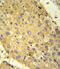 Glutaminase 2 antibody, abx032915, Abbexa, Immunohistochemistry frozen image 