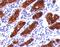 Thyroglobulin antibody, orb248555, Biorbyt, Immunohistochemistry paraffin image 