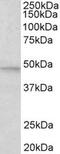Mitogen-Activated Protein Kinase 9 antibody, MBS422699, MyBioSource, Western Blot image 