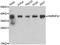 Heterogeneous Nuclear Ribonucleoprotein A1 antibody, A7491, ABclonal Technology, Western Blot image 