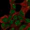 Stabilizer Of Axonemal Microtubules 2 antibody, HPA040487, Atlas Antibodies, Immunocytochemistry image 
