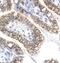 Adipocyte enhancer-binding protein 1 antibody, PA1-24440, Invitrogen Antibodies, Immunohistochemistry frozen image 