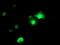 AP2M1 antibody, TA503015, Origene, Immunofluorescence image 