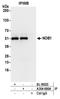 NIN1 (RPN12) Binding Protein 1 Homolog antibody, A304-680A, Bethyl Labs, Immunoprecipitation image 