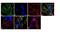 Calcium/Calmodulin Dependent Protein Kinase II Gamma antibody, 711389, Invitrogen Antibodies, Immunofluorescence image 