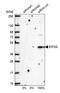 Eukaryotic translation initiation factor 3 subunit G antibody, HPA041997, Atlas Antibodies, Western Blot image 