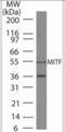 Melanocyte Inducing Transcription Factor antibody, NB100-56561, Novus Biologicals, Western Blot image 
