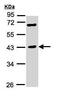 Tripartite Motif Containing 63 antibody, ab96857, Abcam, Western Blot image 