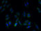 Solute Carrier Family 52 Member 2 antibody, A61018-100, Epigentek, Immunofluorescence image 