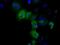 L-xylulose reductase antibody, GTX84623, GeneTex, Immunofluorescence image 