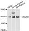 NOP2/Sun RNA Methyltransferase 3 antibody, LS-C747965, Lifespan Biosciences, Western Blot image 