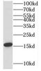Mitochondrial Ribosomal Protein L14 antibody, FNab05317, FineTest, Western Blot image 