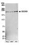 Dedicator of cytokinesis protein 9 antibody, NB500-265, Novus Biologicals, Western Blot image 