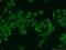 Chromosome X Open Reading Frame 56 antibody, 24021-1-AP, Proteintech Group, Immunofluorescence image 