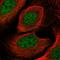 Cytochrome B5 Reductase Like antibody, HPA042671, Atlas Antibodies, Immunofluorescence image 
