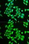 Phosphoglucomutase-1 antibody, GTX54640, GeneTex, Immunofluorescence image 