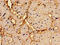 Regulator Of G Protein Signaling 2 antibody, LS-C370233, Lifespan Biosciences, Immunohistochemistry paraffin image 