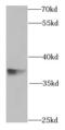 Small glutamine-rich tetratricopeptide repeat-containing protein alpha antibody, FNab07816, FineTest, Western Blot image 