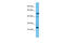 Lysosomal Associated Membrane Protein Family Member 5 antibody, 26-172, ProSci, Western Blot image 