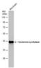 Glutamate-Ammonia Ligase antibody, MA5-27749, Invitrogen Antibodies, Western Blot image 