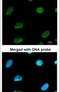 Protein CBFA2T2 antibody, PA5-21982, Invitrogen Antibodies, Immunofluorescence image 