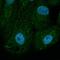 BAX antibody, orb334986, Biorbyt, Immunocytochemistry image 